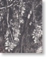 Riviere 1 detail1